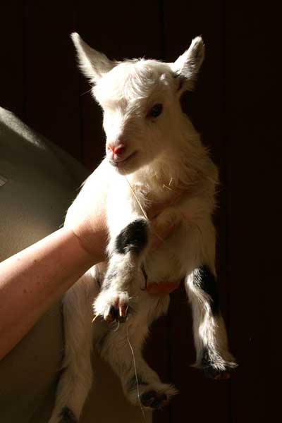 Källans Idun och Balder