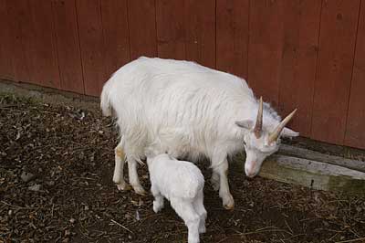Källans Idun och Balder